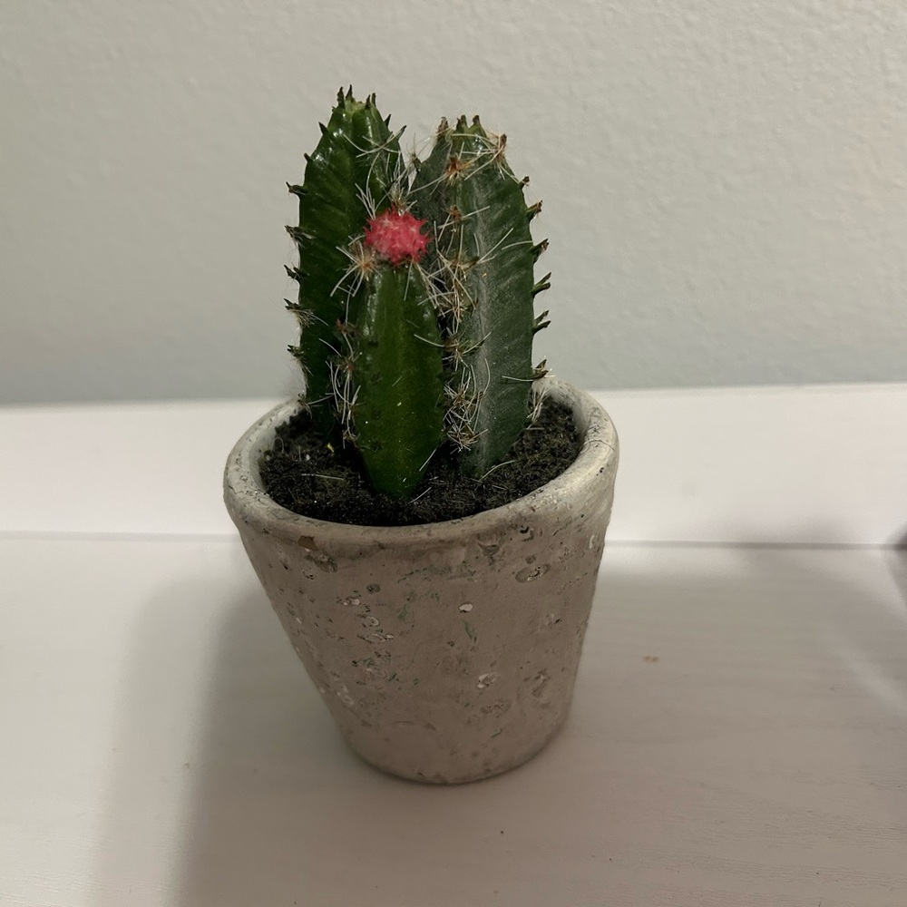 Small Cactus in Clay Pot Decor (Fake so it can’t hurt you!)